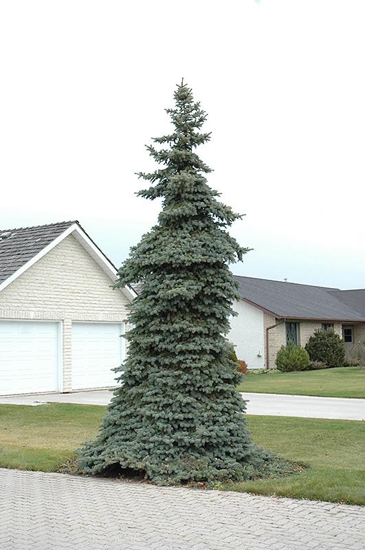 Picea Pungens 'pendula' - View 20 from www redcrocus com