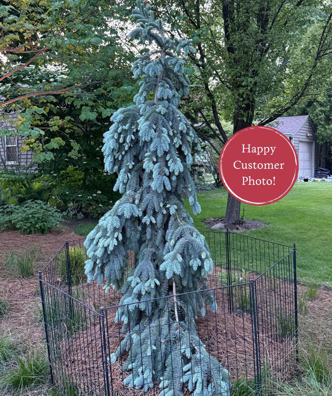 Picea Pungens 'pendula' - View 23 from www redcrocus com