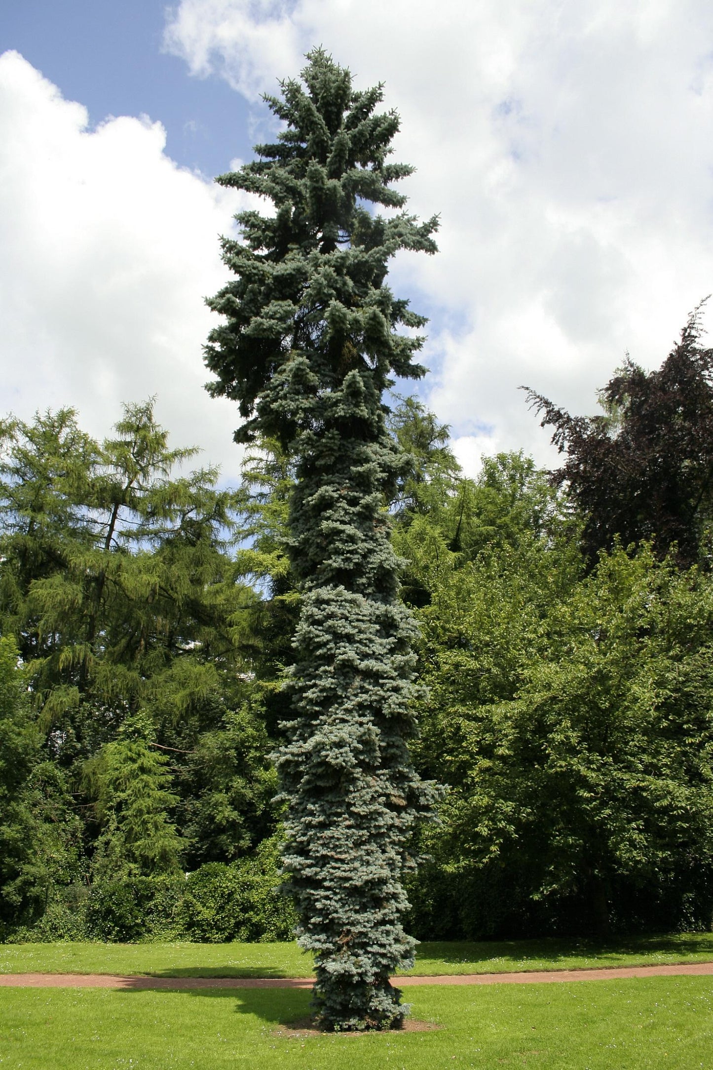 Picea Pungens 'pendula' - View 25 from www redcrocus com