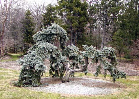 Picea Pungens 'pendula' - View 26 from www redcrocus com