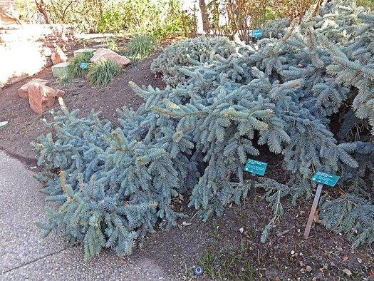 Picea Pungens 'pendula' - View 27 from www redcrocus com