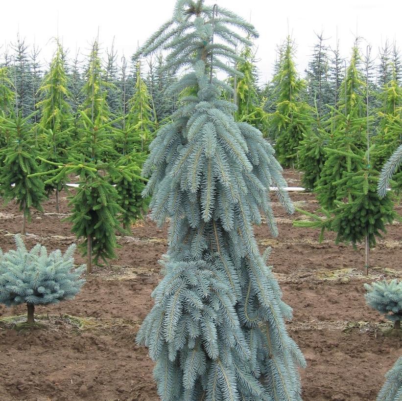 Picea Pungens 'pendula' - View 6 from www redcrocus com