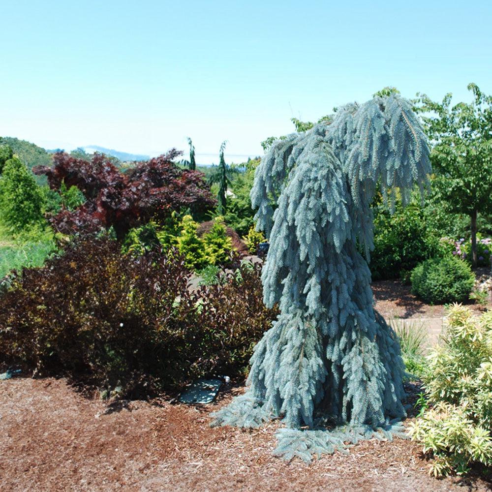Picea Pungens 'pendula' - View 9 from www redcrocus com
