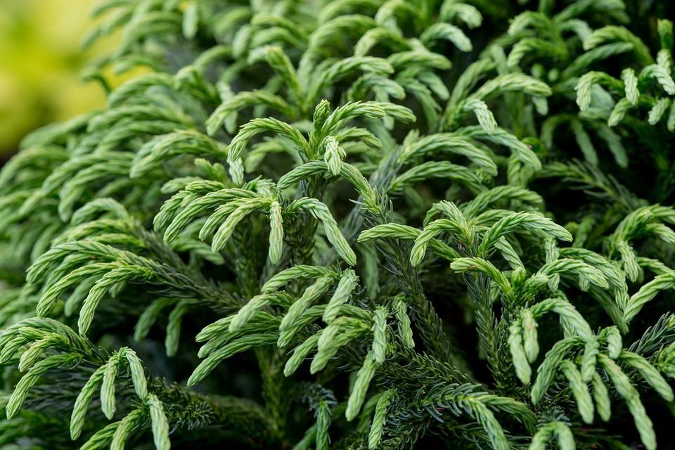 Cryptomeria Japonica Globosa Nana - View 10 from www redcrocus com
