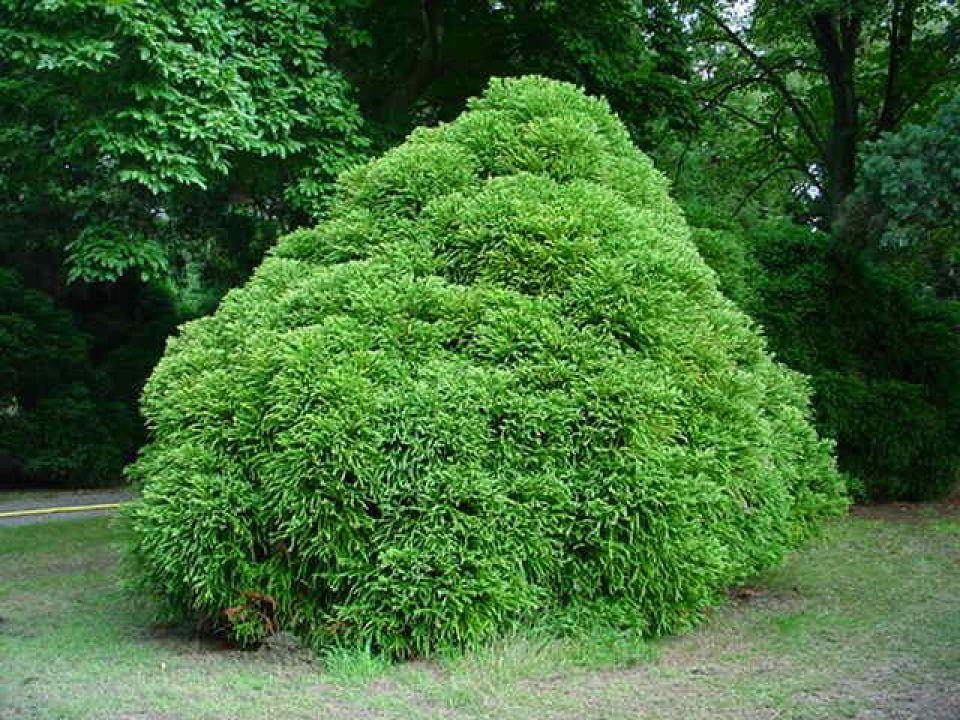 Cryptomeria Japonica Globosa Nana - View 11 from www redcrocus com