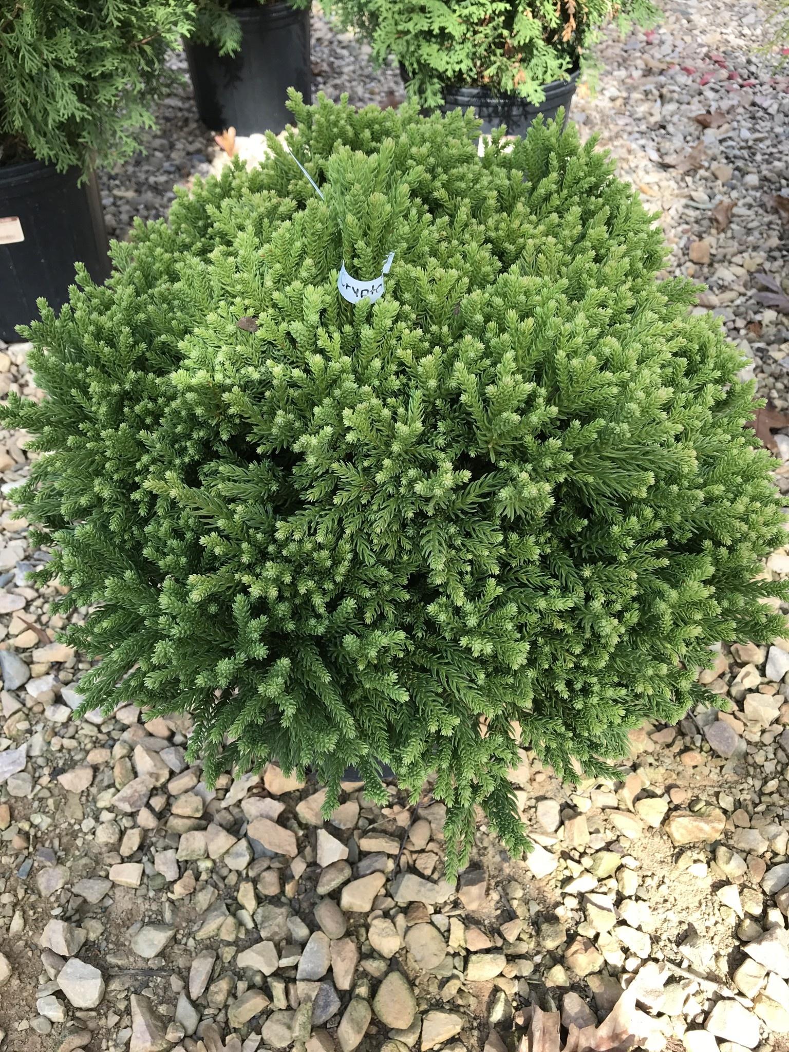 Cryptomeria Japonica Globosa Nana - View 12 from www redcrocus com