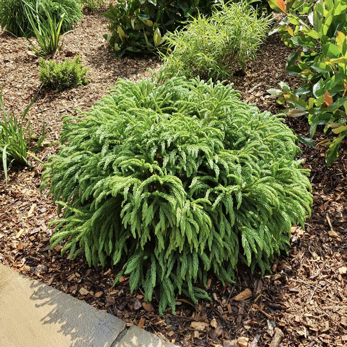 Cryptomeria Japonica Globosa Nana - View 13 from www redcrocus com
