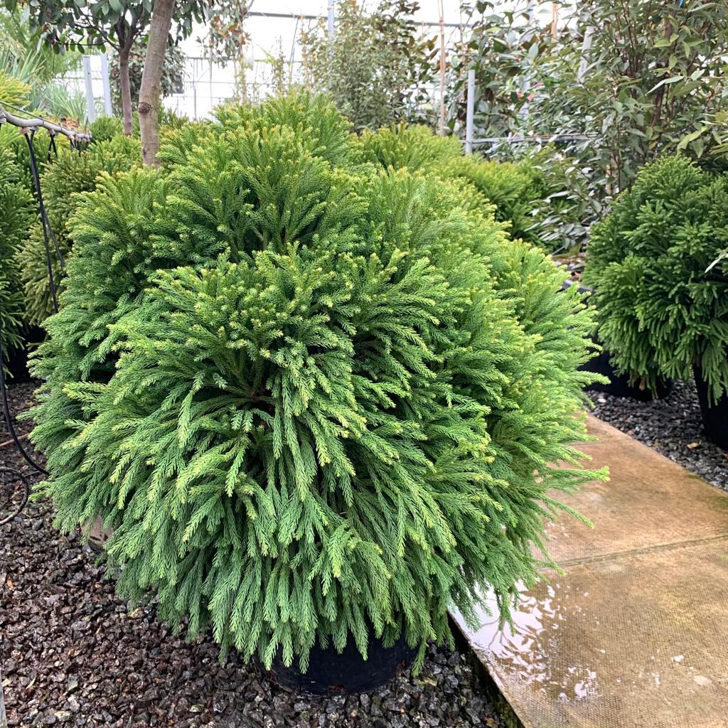 Cryptomeria Japonica Globosa Nana - View 14 from www redcrocus com