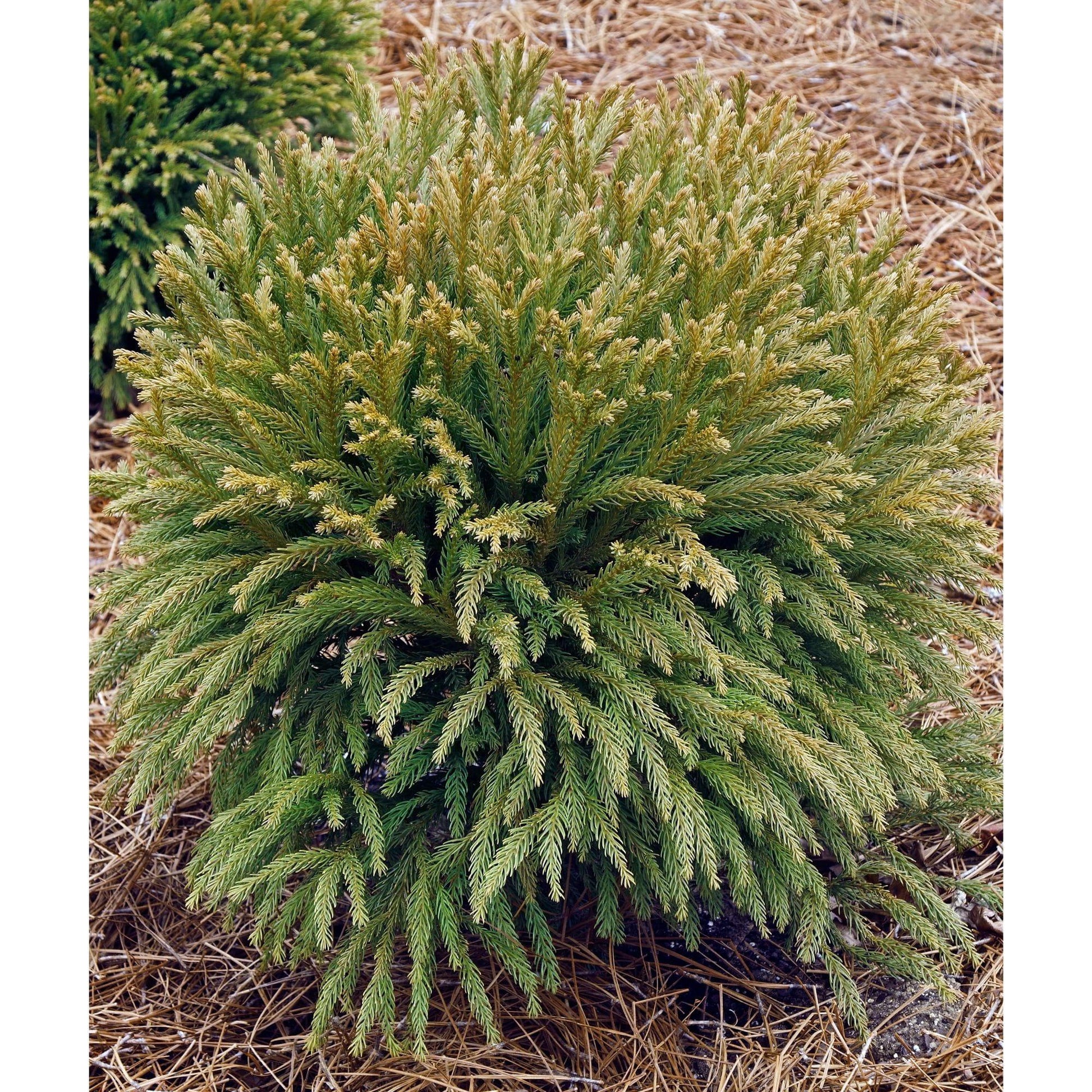 Cryptomeria Japonica Globosa Nana - View 15 from www redcrocus com