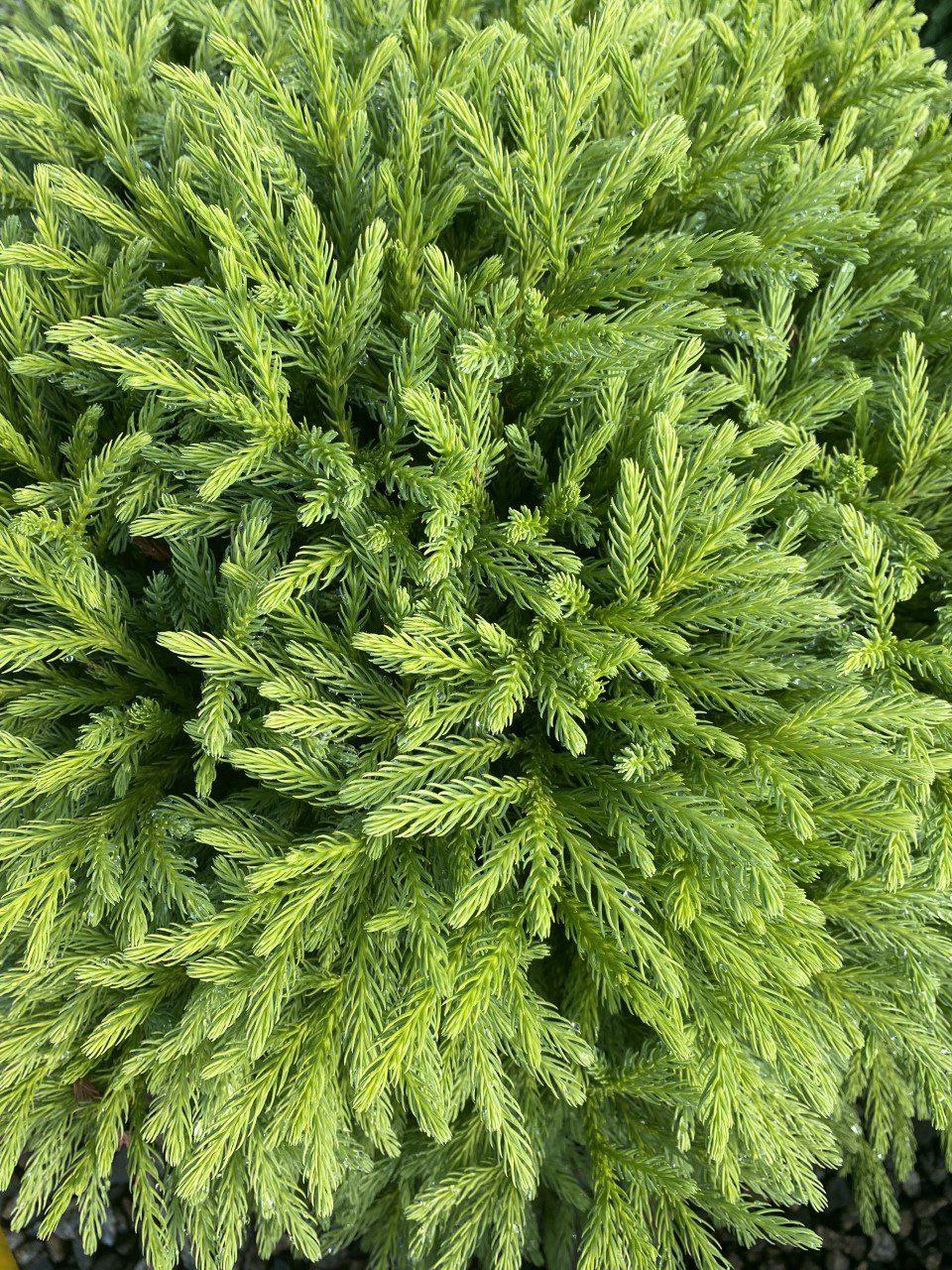Cryptomeria Japonica Globosa Nana - View 16 from www redcrocus com