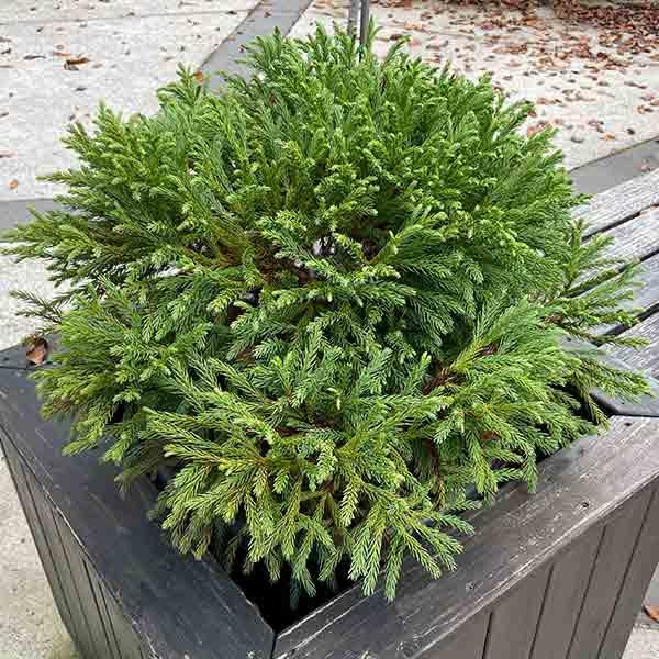 Cryptomeria Japonica Globosa Nana - View 17 from www redcrocus com