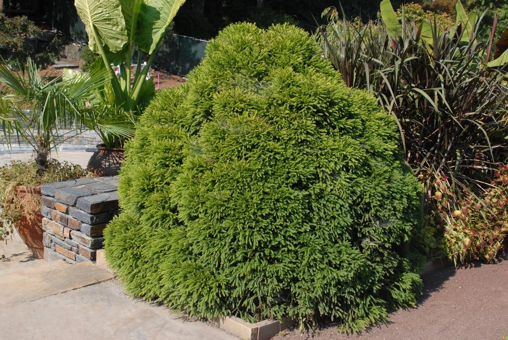 Cryptomeria Japonica Globosa Nana - View 19 from www redcrocus com