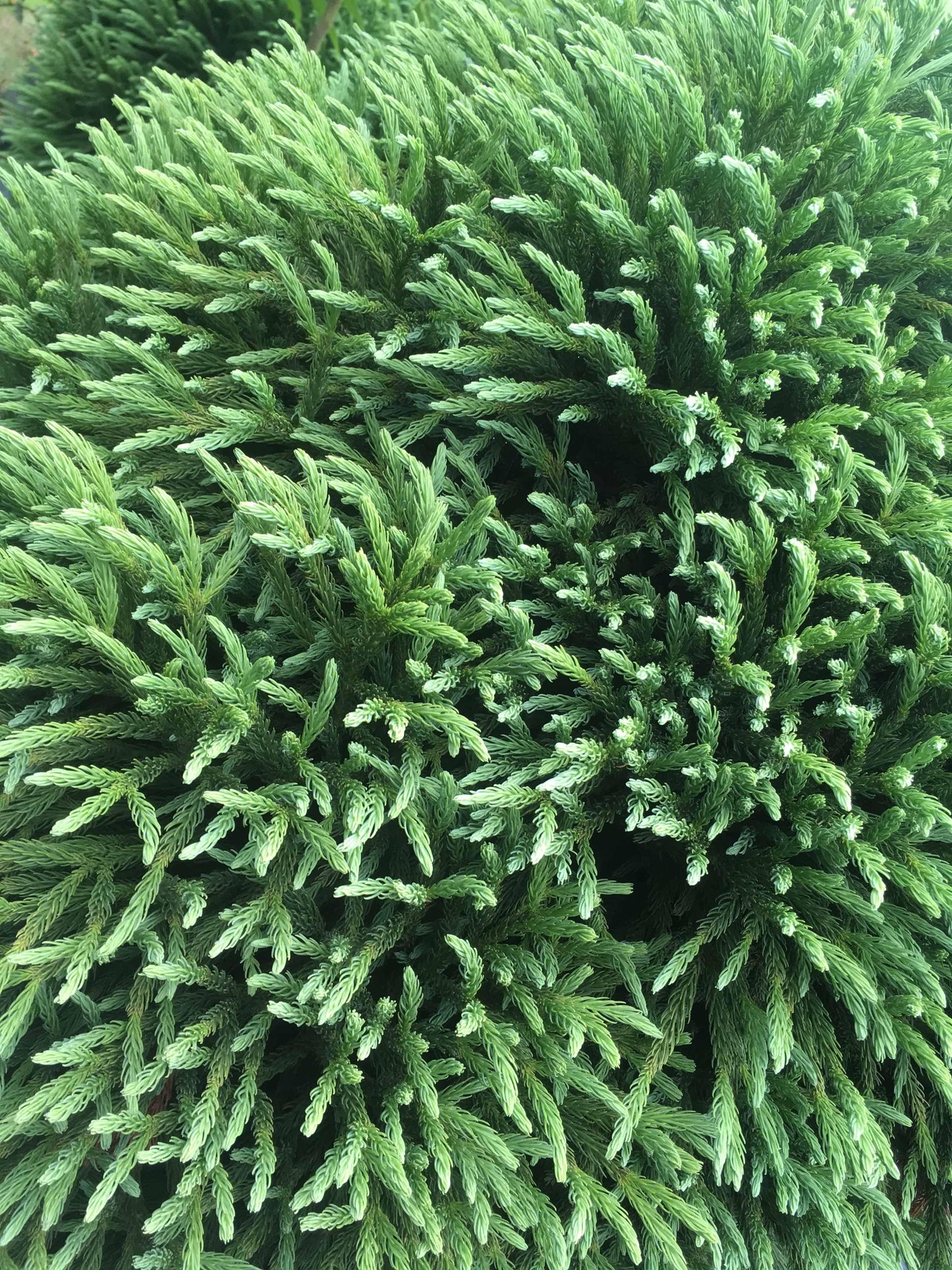 Cryptomeria Japonica Globosa Nana - View 20 from www redcrocus com