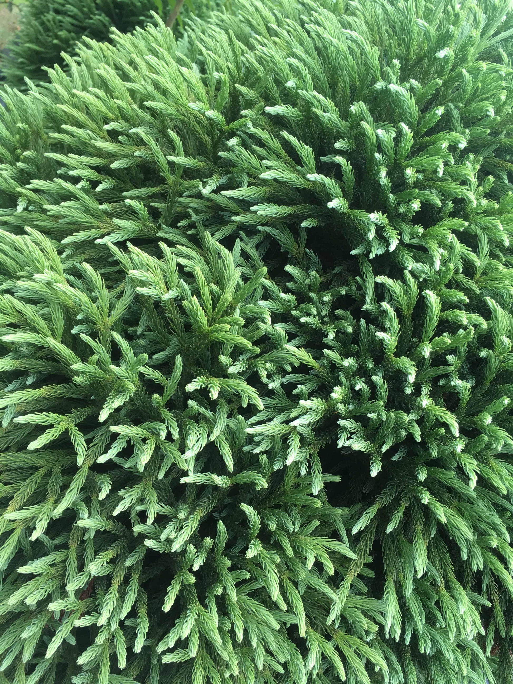 Cryptomeria Japonica Globosa Nana - View 20 from www redcrocus com