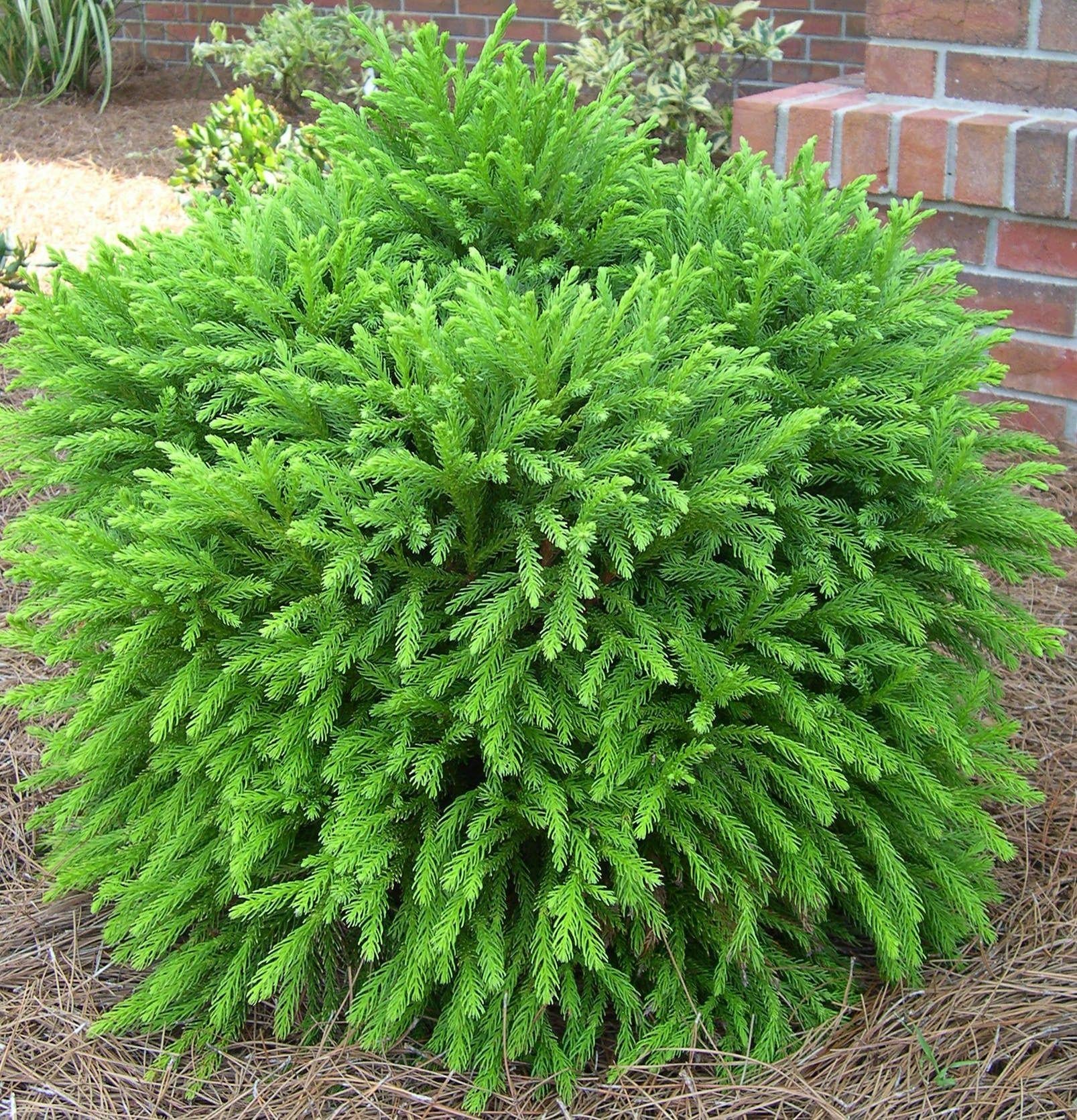 Cryptomeria Japonica Globosa Nana - View 2 from www redcrocus com