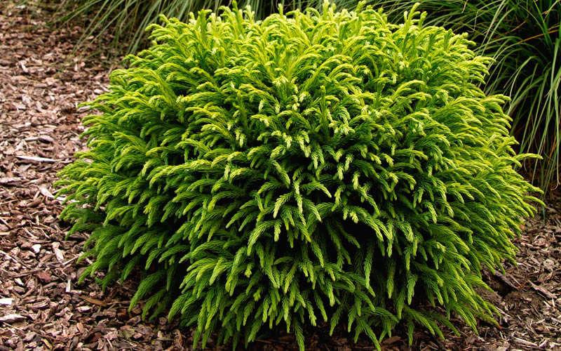 Cryptomeria Japonica Globosa Nana - View 3 from www redcrocus com