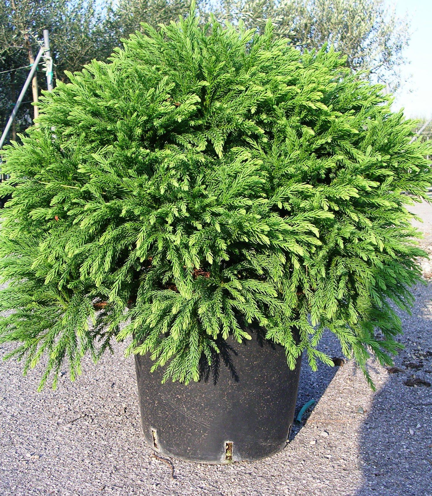 Cryptomeria Japonica Globosa Nana - View 4 from www redcrocus com