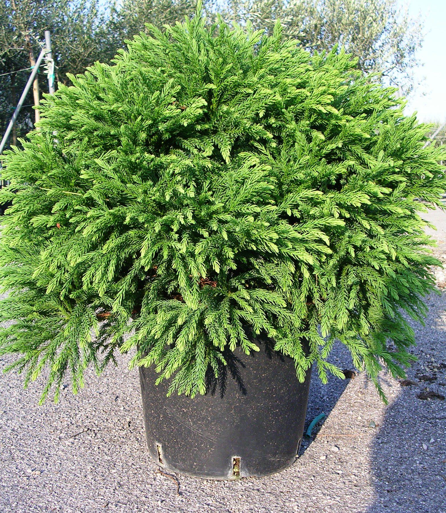 Cryptomeria Japonica Globosa Nana - View 4 from www redcrocus com