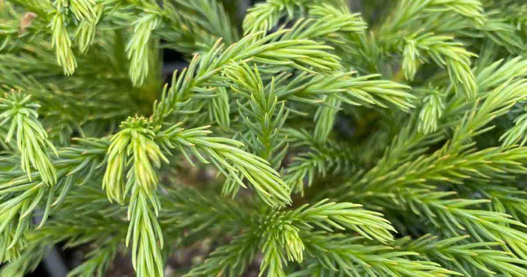 Cryptomeria Japonica Globosa Nana - View 5 from www redcrocus com