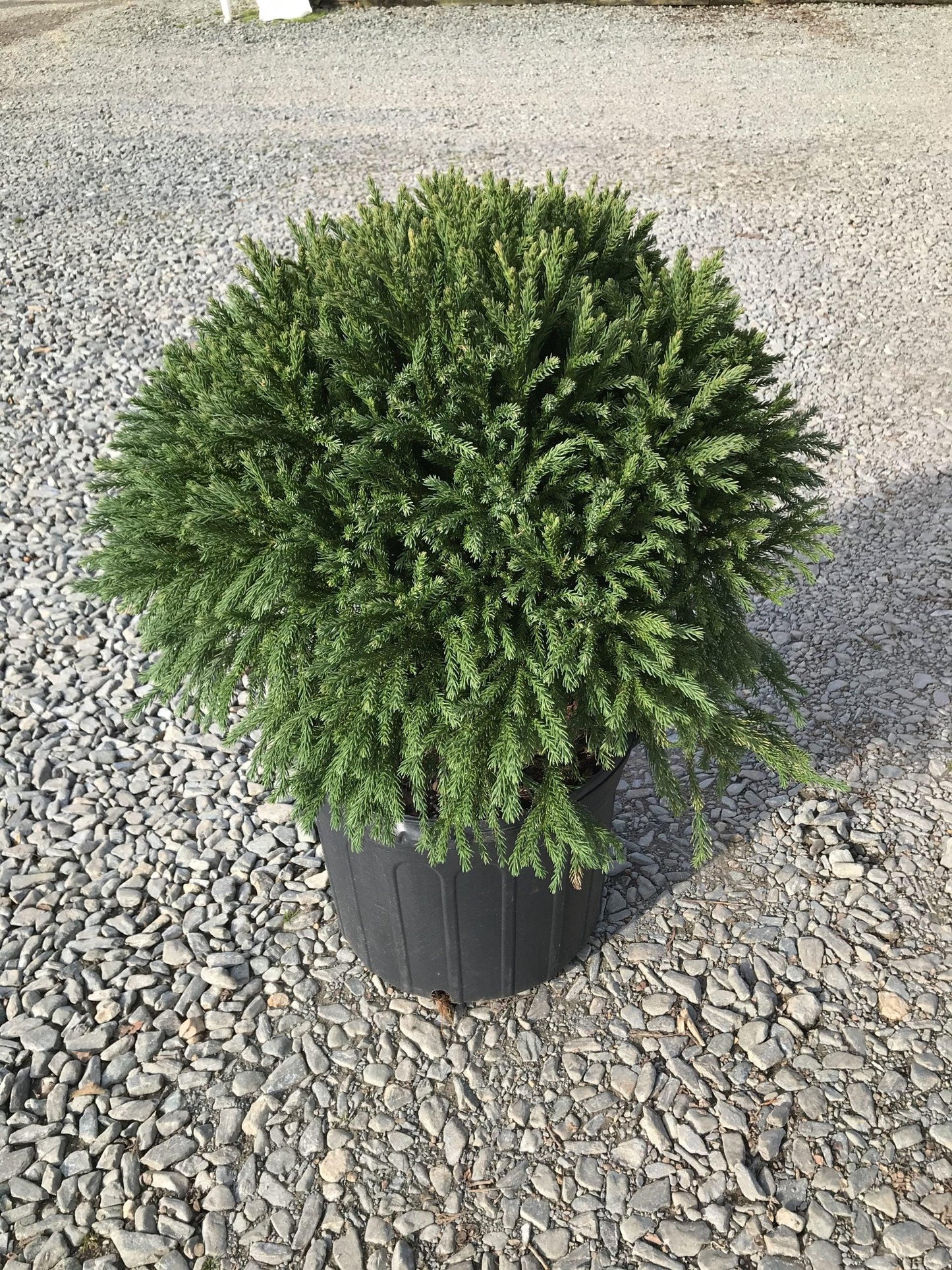 Cryptomeria Japonica Globosa Nana - View 7 from www redcrocus com