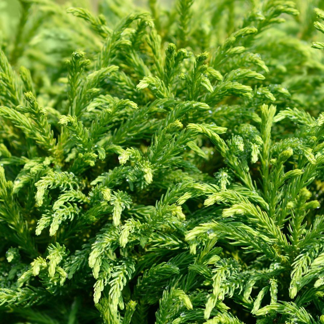 Cryptomeria Japonica Globosa Nana - View 8 from www redcrocus com