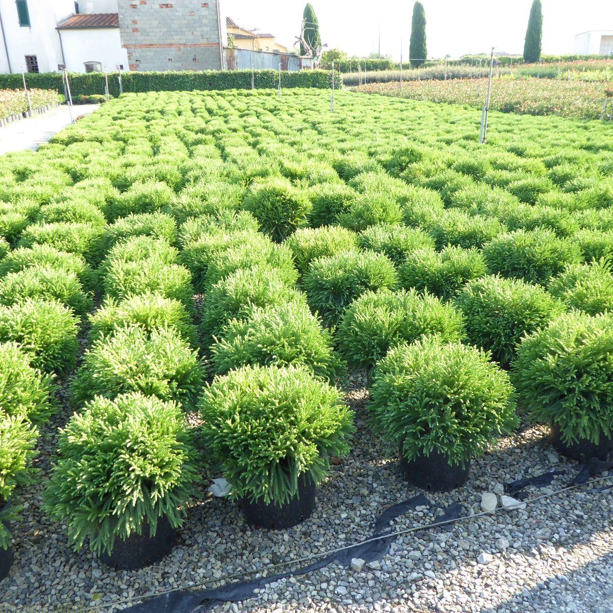 Cryptomeria Japonica Globosa Nana - View 9 from www redcrocus com