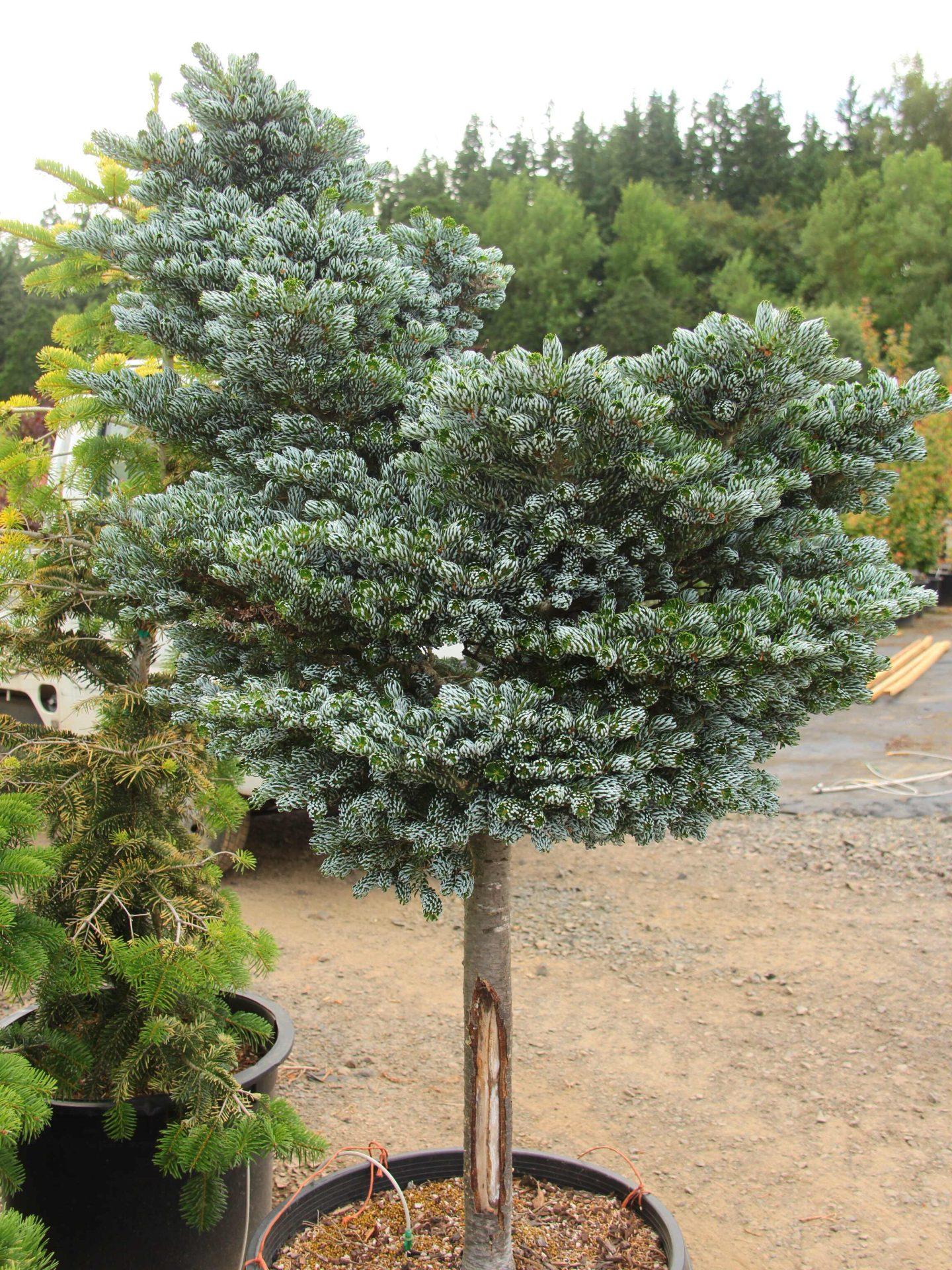 Abies Koreana 'kohout's Ice Breaker' - View 10 from www redcrocus com