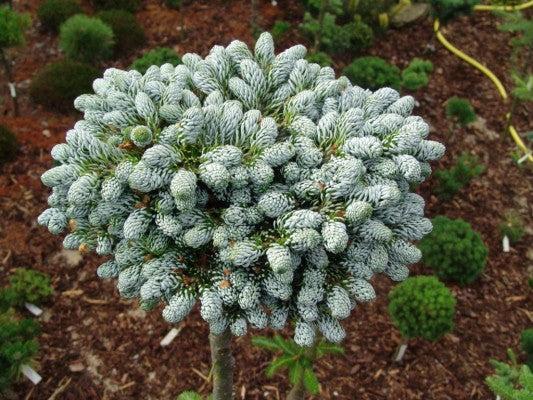 Abies Koreana 'kohout's Ice Breaker' - View 11 from www redcrocus com