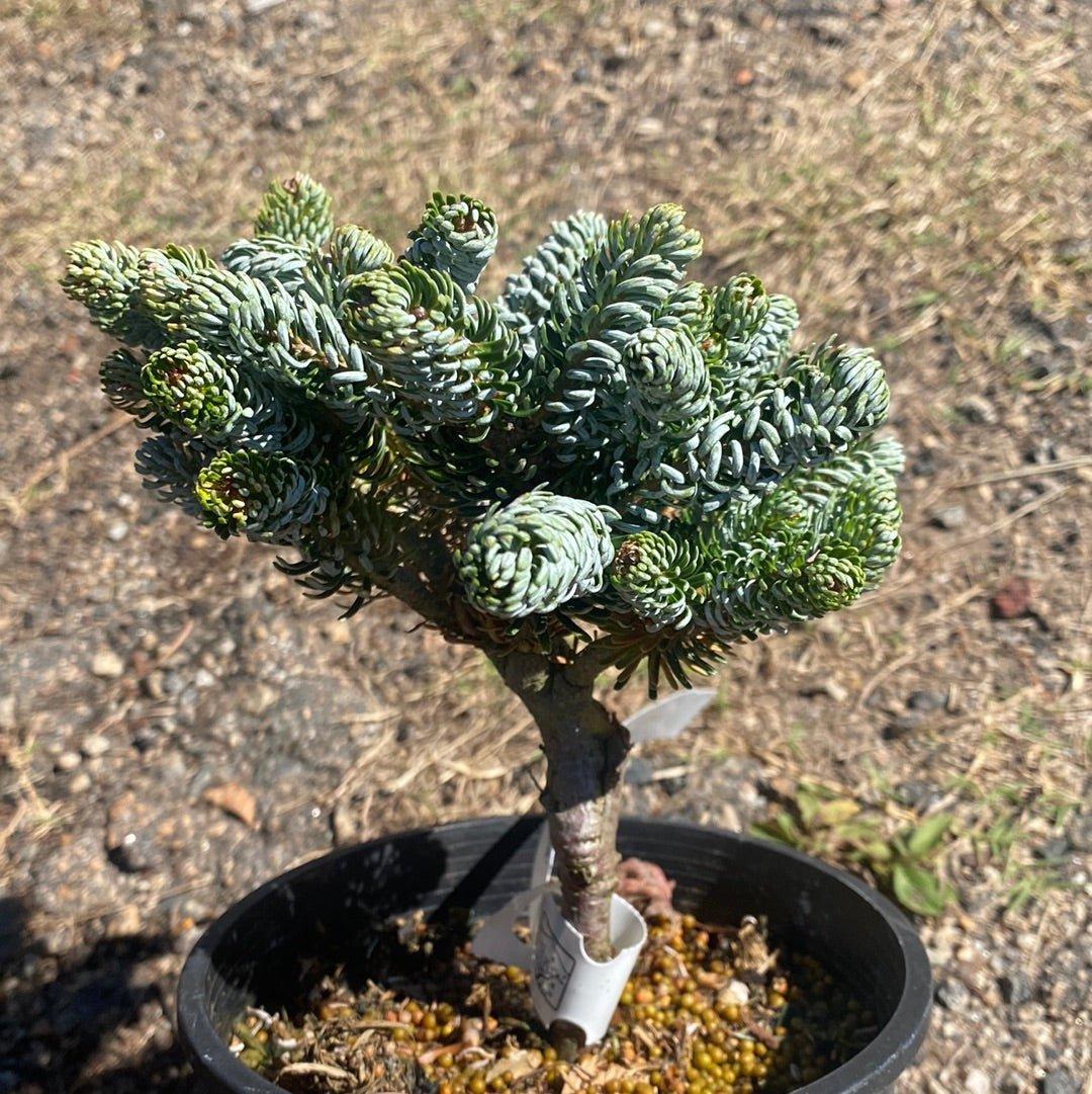 Abies Koreana 'kohout's Ice Breaker' - View 15 from www redcrocus com