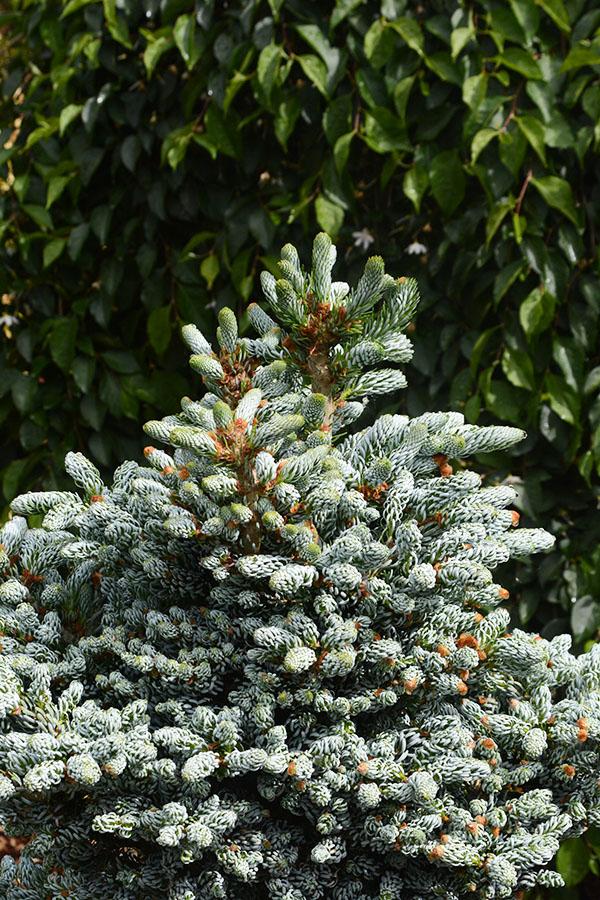 Abies Koreana 'kohout's Ice Breaker' - View 16 from www redcrocus com