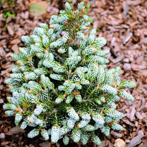 Abies Koreana 'kohout's Ice Breaker' - View 18 from www redcrocus com