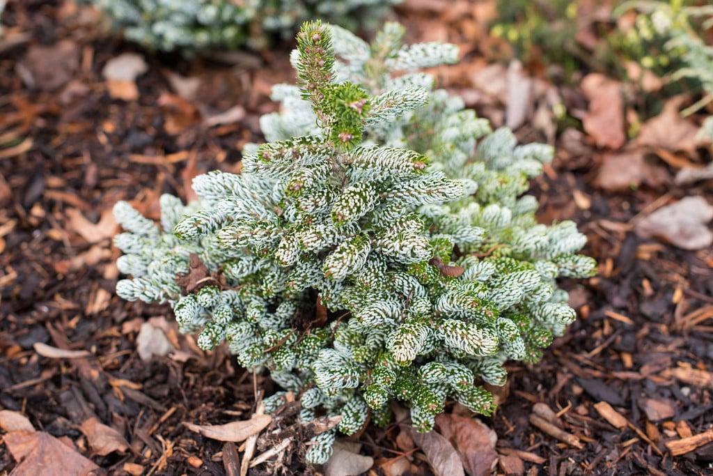 Abies Koreana 'kohout's Ice Breaker' - View 19 from www redcrocus com