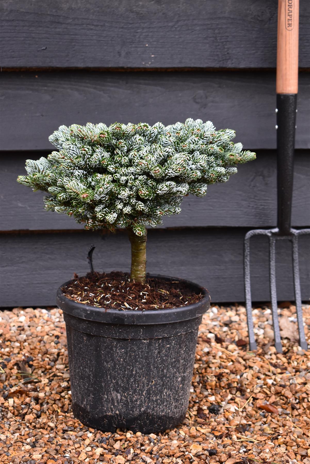 Abies Koreana 'kohout's Ice Breaker' - View 20 from www redcrocus com