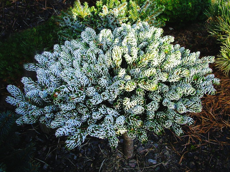 Abies Koreana 'kohout's Ice Breaker' - View 21 from www redcrocus com