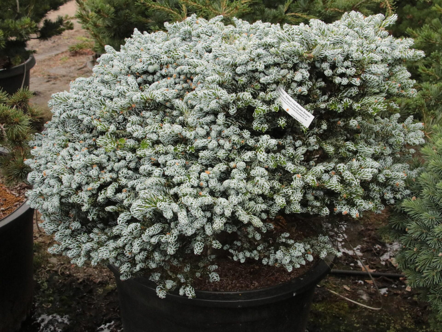 Abies Koreana 'kohout's Ice Breaker' - View 23 from www redcrocus com