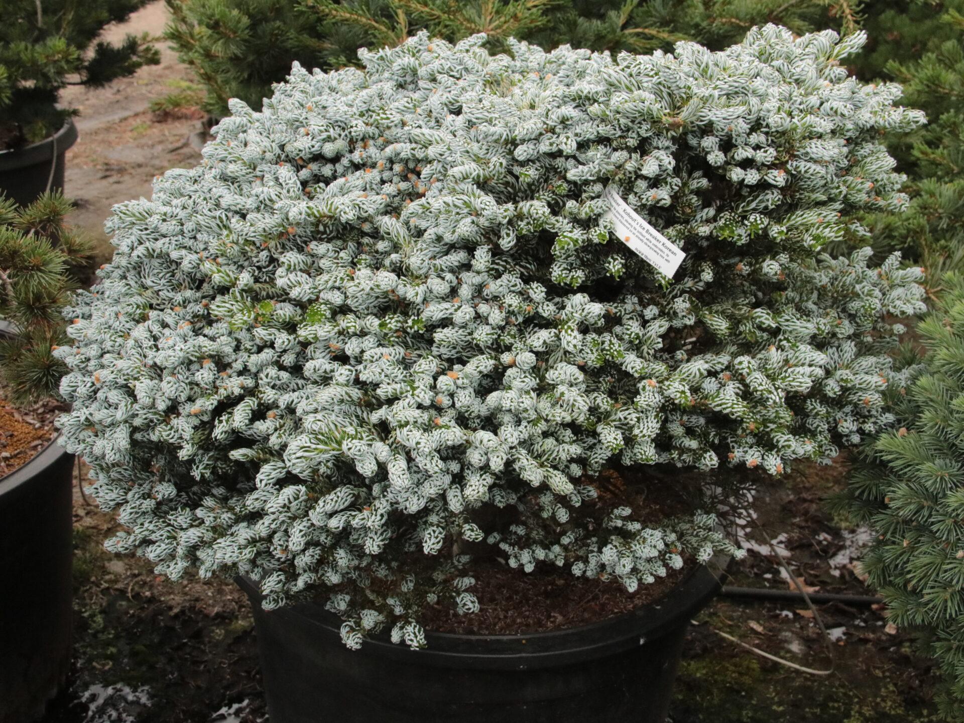 Abies Koreana 'kohout's Ice Breaker' - View 23 from www redcrocus com