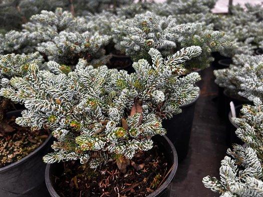 Abies Koreana 'kohout's Ice Breaker' - View 25 from www redcrocus com