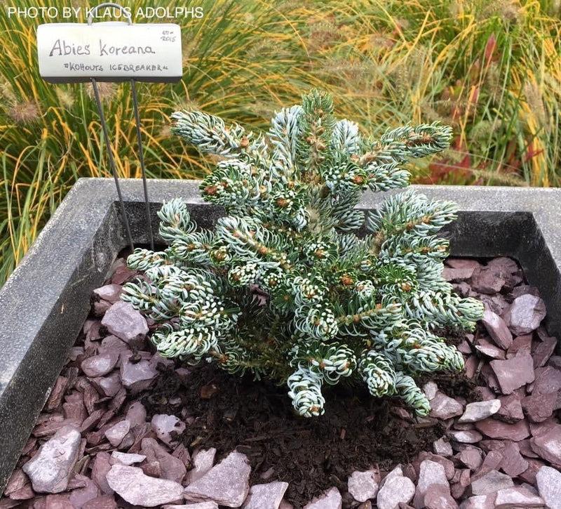 Abies Koreana 'kohout's Ice Breaker' - View 26 from www redcrocus com