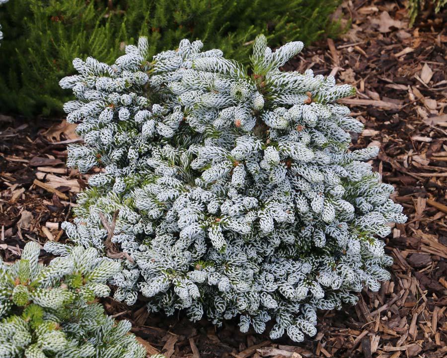 Abies Koreana 'kohout's Ice Breaker' - View 28 from www redcrocus com