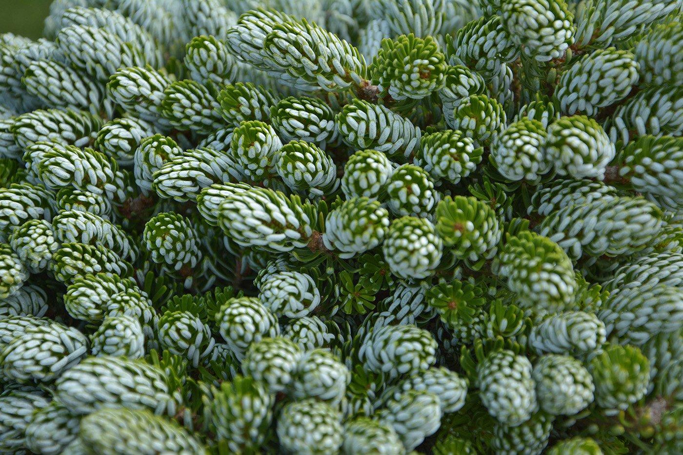 Abies Koreana 'kohout's Ice Breaker' - View 29 from www redcrocus com