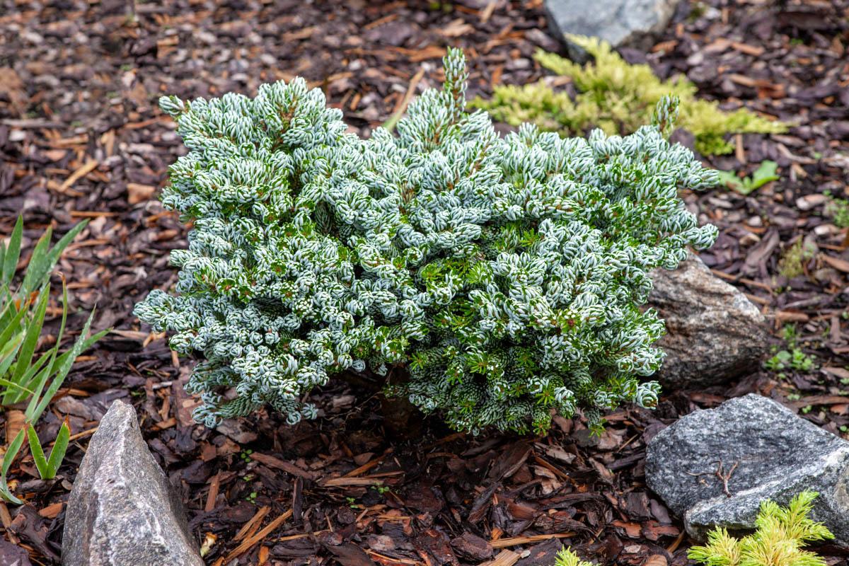 Abies Koreana 'kohout's Ice Breaker' - View 30 from www redcrocus com