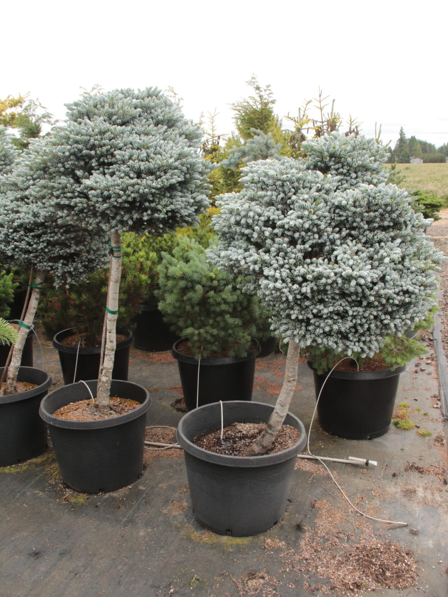 Abies Koreana 'kohout's Ice Breaker' - View 33 from www redcrocus com