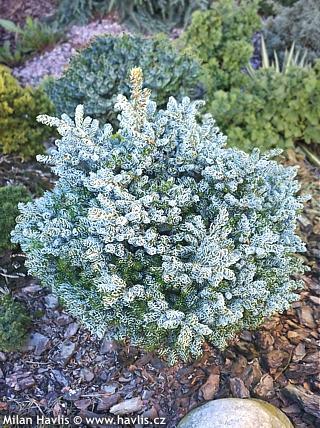 Abies Koreana 'kohout's Ice Breaker' - View 34 from www redcrocus com