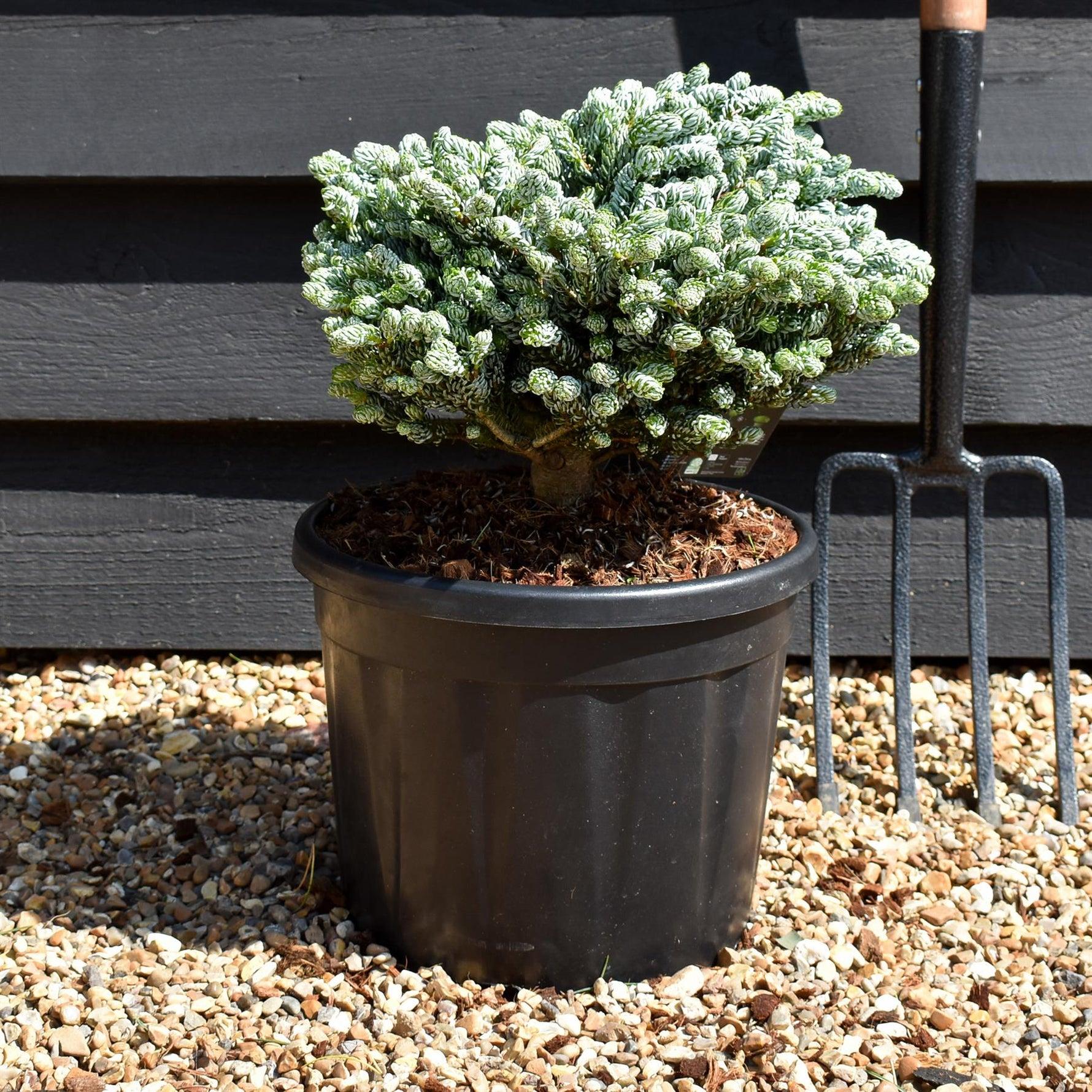 Abies Koreana 'kohout's Ice Breaker' - View 35 from www redcrocus com