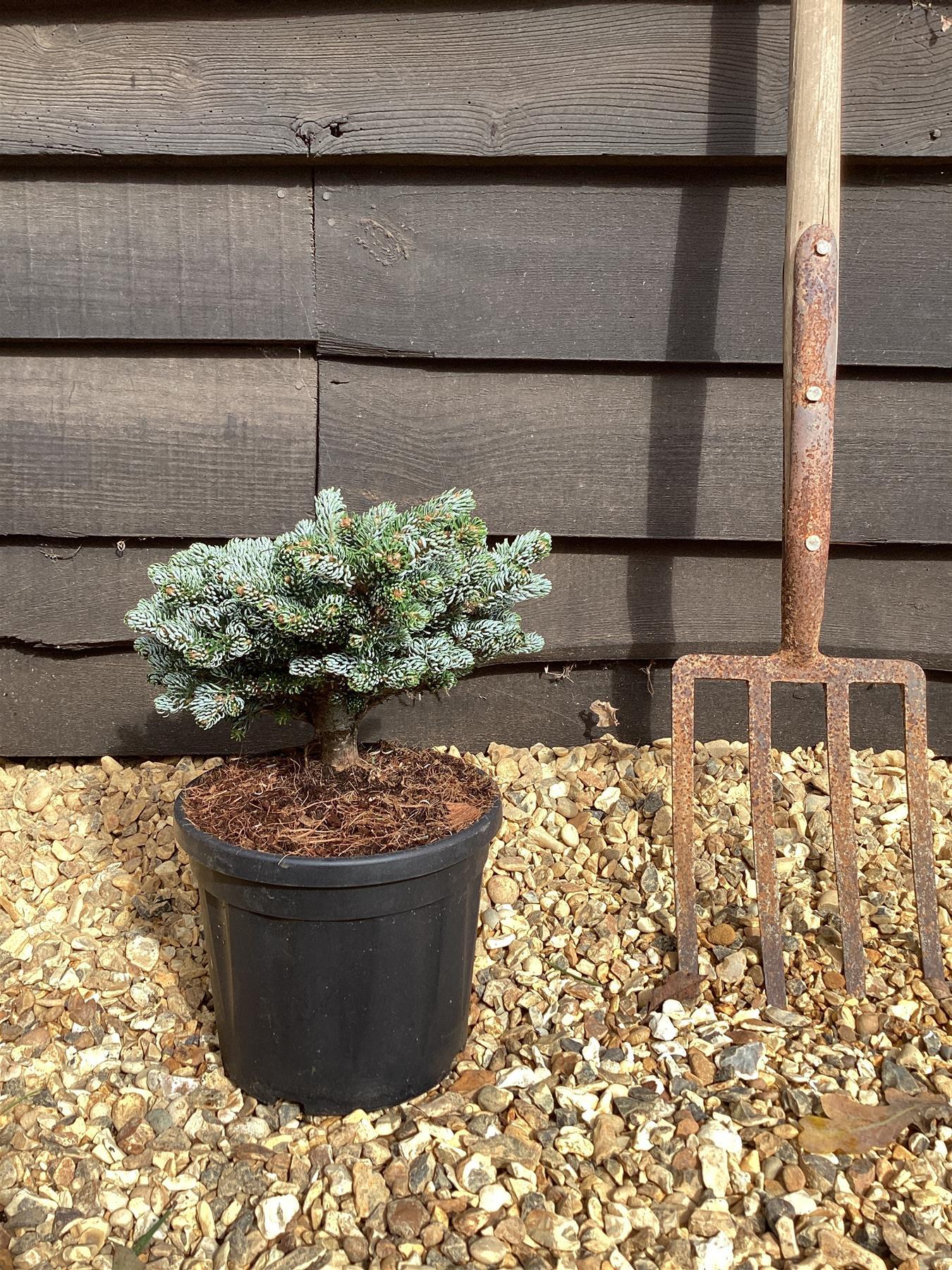 Abies Koreana 'kohout's Ice Breaker' - View 36 from www redcrocus com