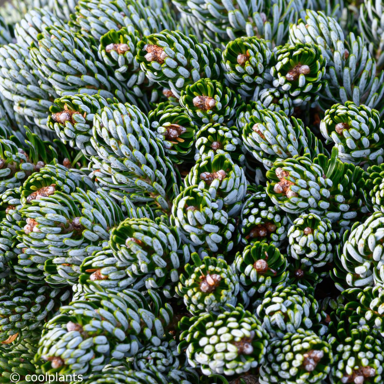 Abies Koreana 'kohout's Ice Breaker' - View 37 from www redcrocus com