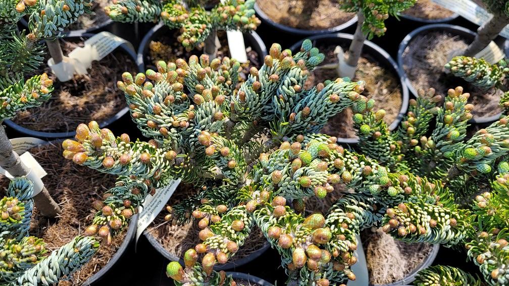 Abies Koreana 'kohout's Ice Breaker' - View 39 from www redcrocus com