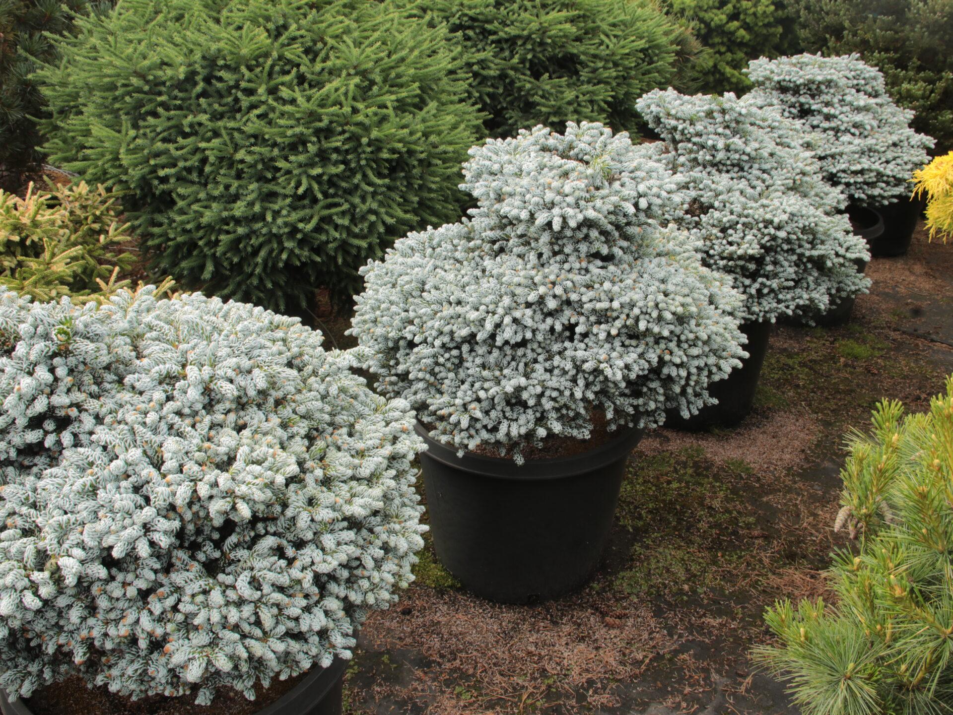 Abies Koreana 'kohout's Ice Breaker' - View 3 from www redcrocus com