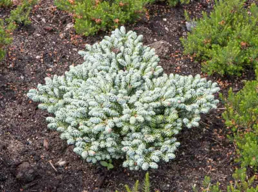 Abies Koreana 'kohout's Ice Breaker' - View 4 from www redcrocus com
