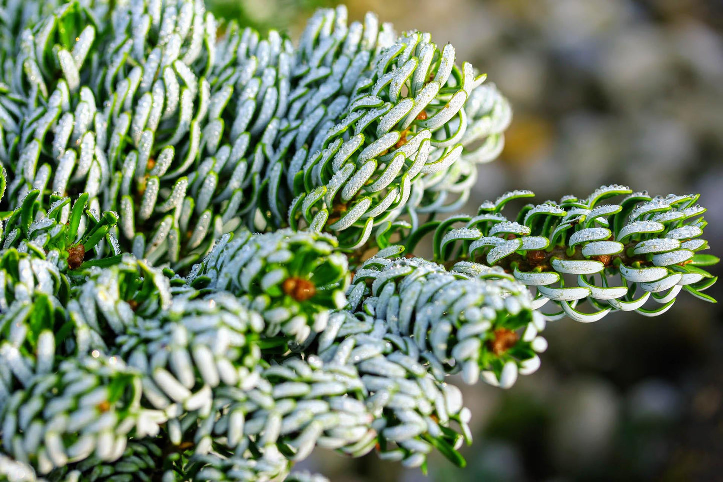 Abies Koreana 'kohout's Ice Breaker' - View 5 from www redcrocus com